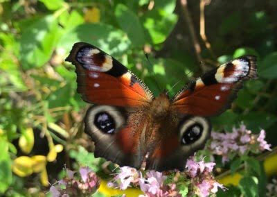 Vandra i Valle Natur